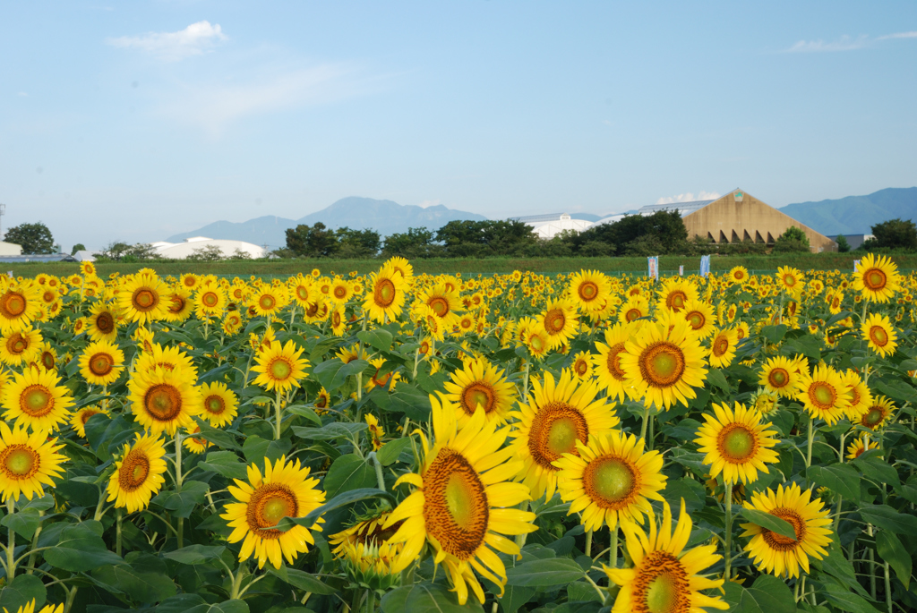 ひまわり畑
