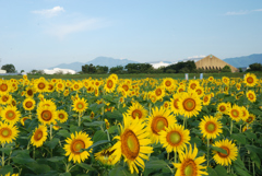 ひまわり畑