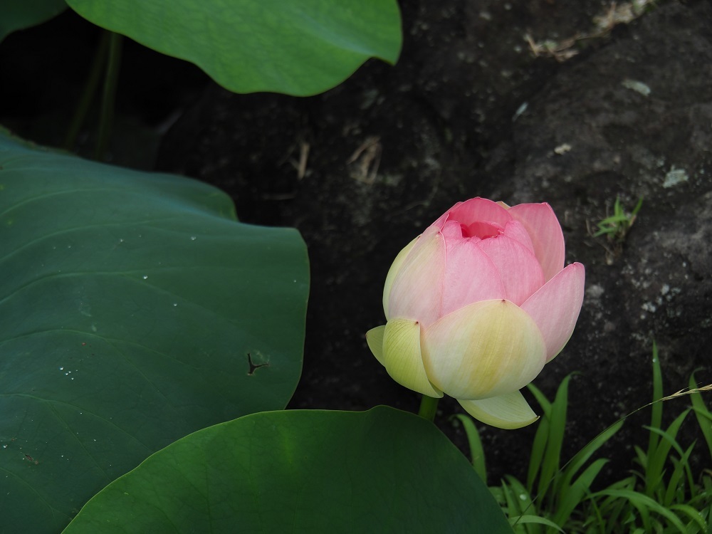 もうすぐ開花