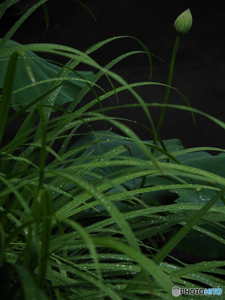 雨上がり