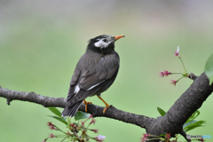 花を食べご満悦