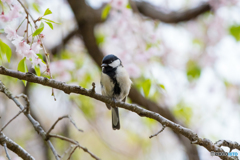 桜と四十雀