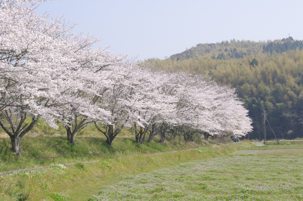 桜並木