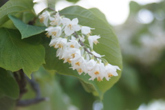白い花