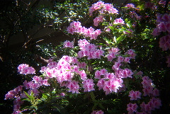 つつじ２