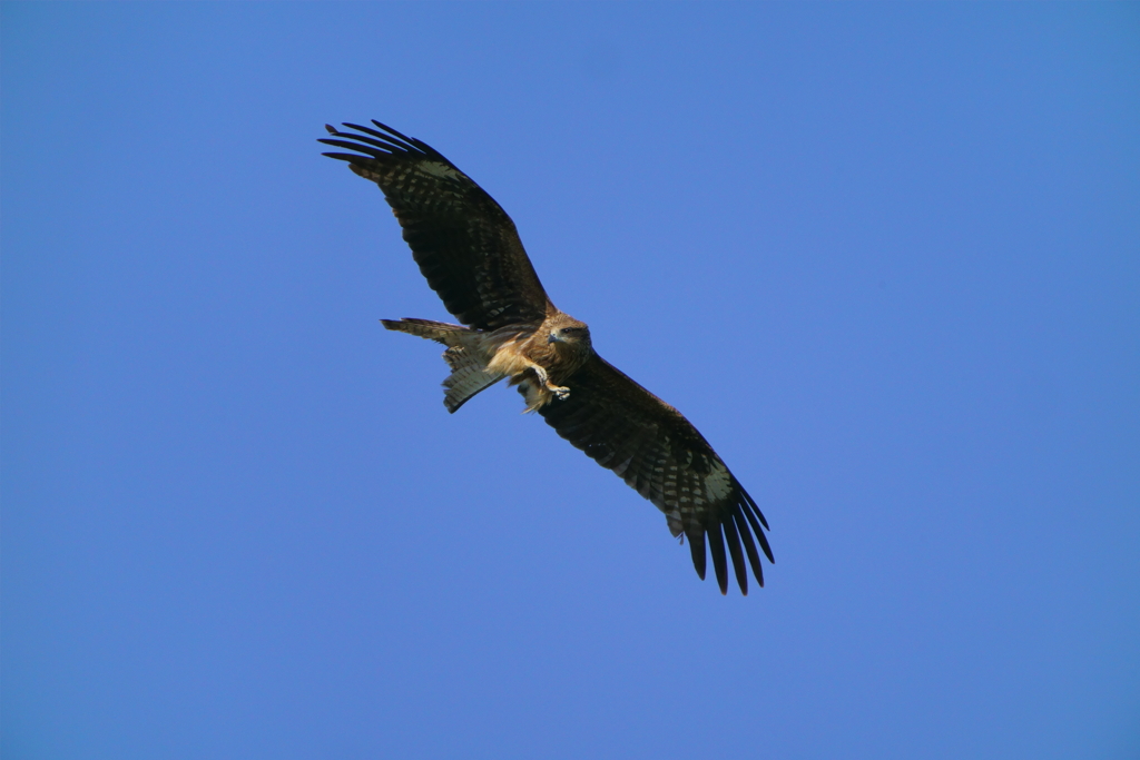 鳶