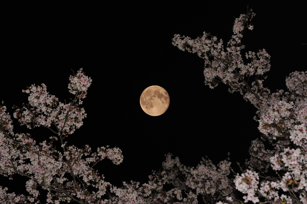 夜桜と月