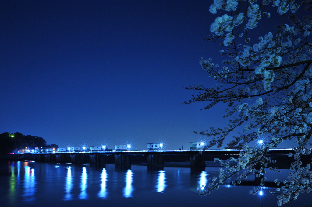夜桜とライン大橋