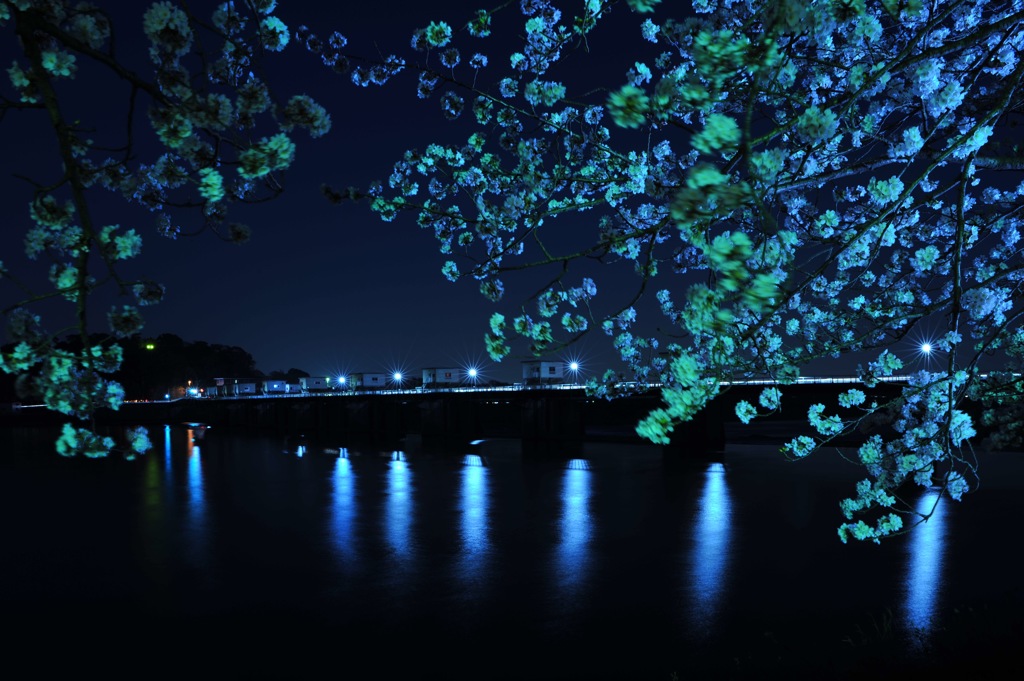 夜桜とライン大橋