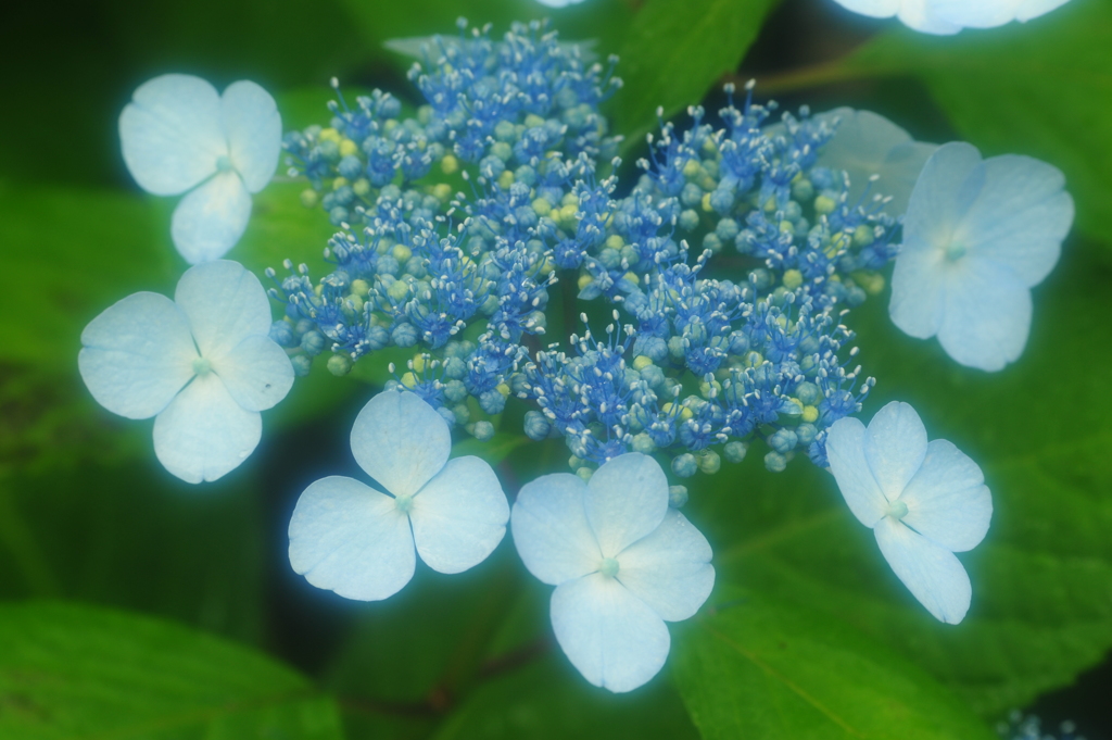 額紫陽花