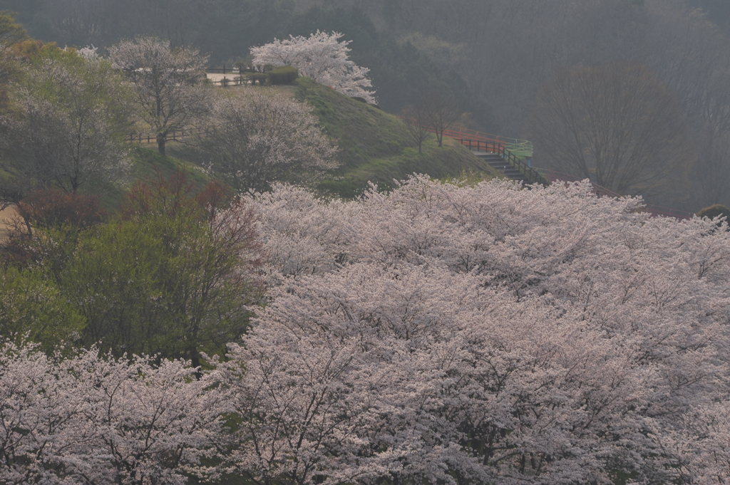 桜