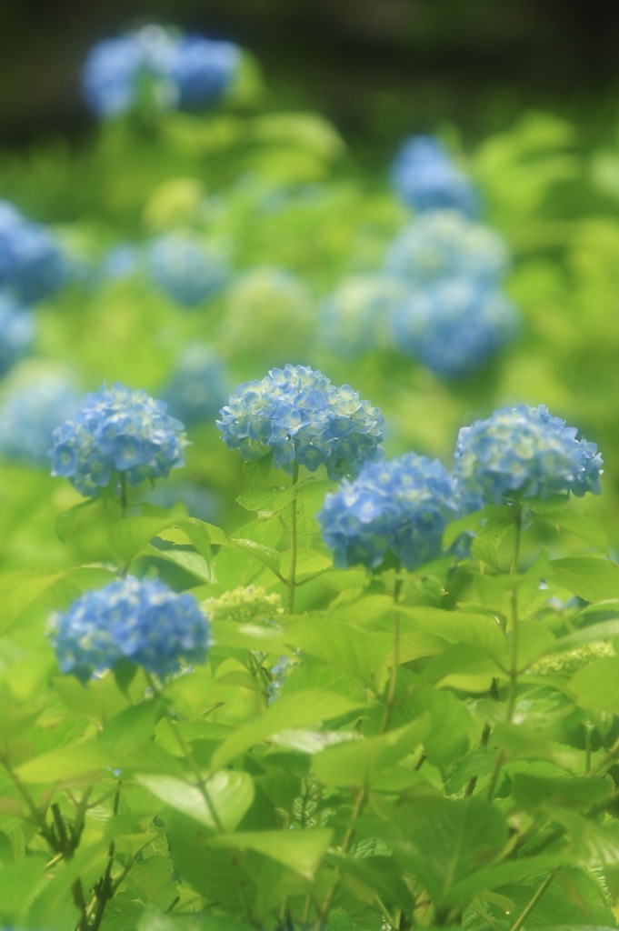 紫陽花