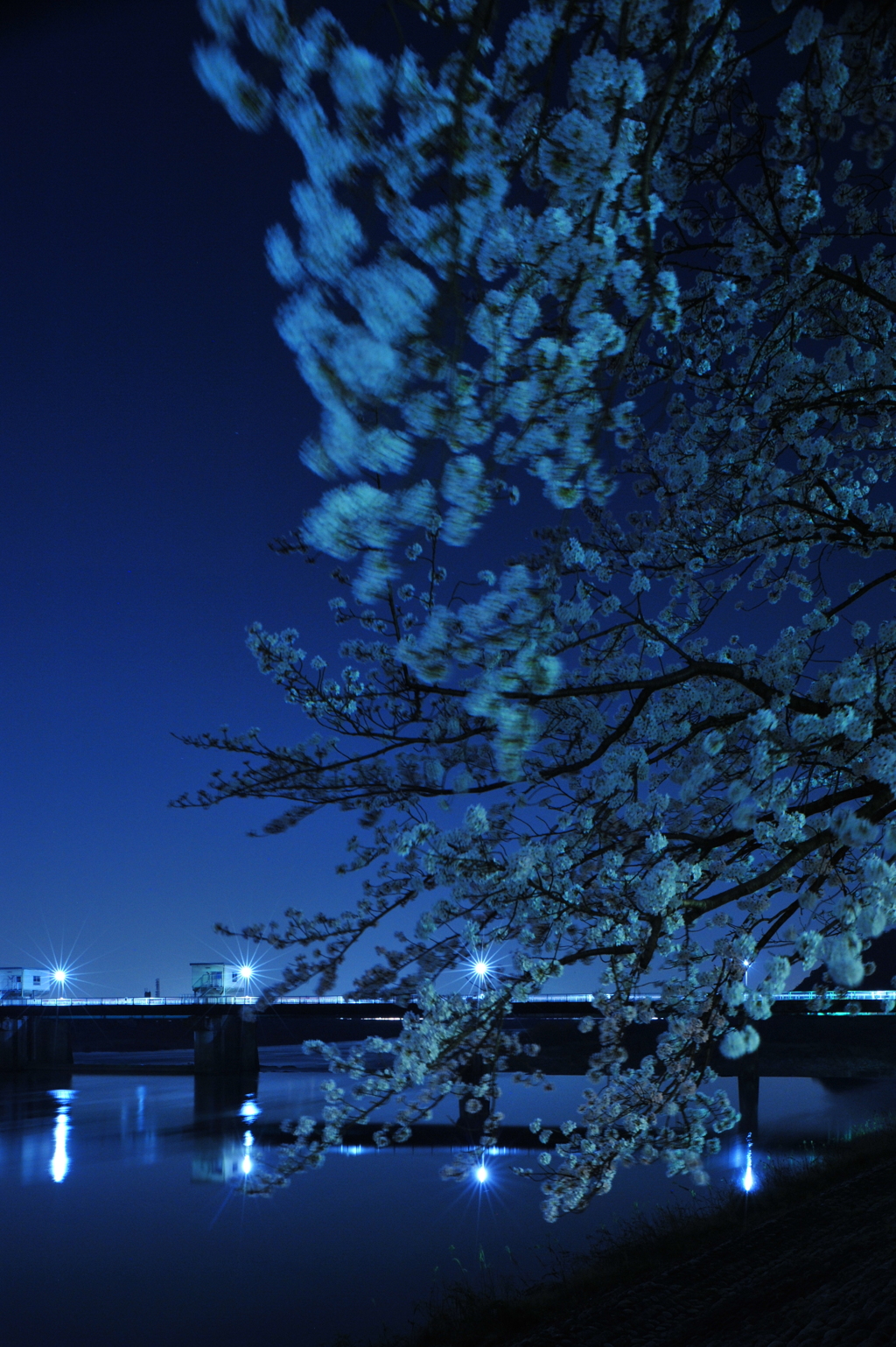 夜桜とライン大橋