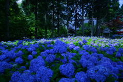 あじさい寺