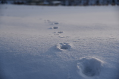 冬の足跡２