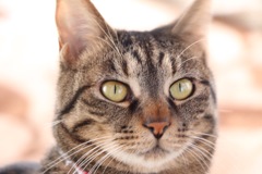 猫