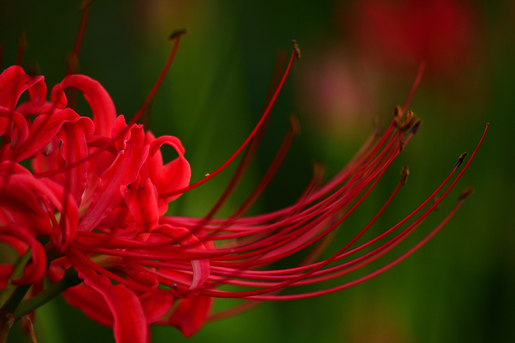 DSC_9348_00001