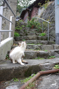 階段と猫