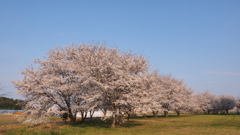 桜日和