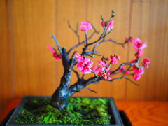 紅梅