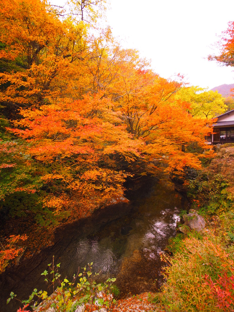 紅葉