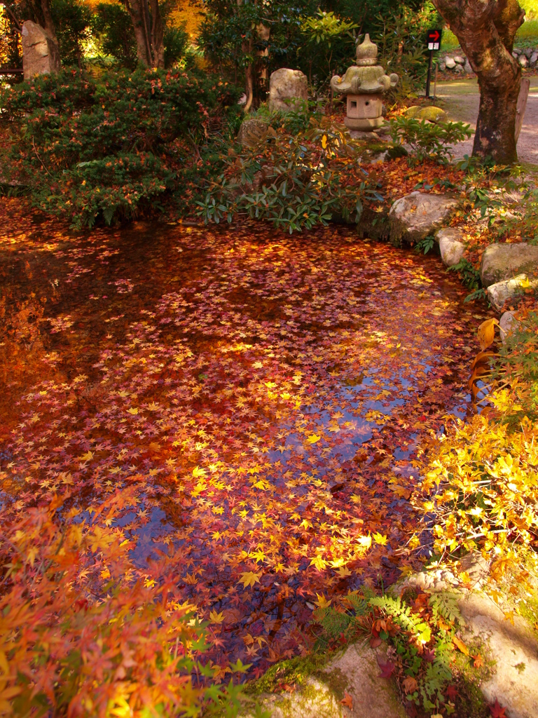 紅葉狩り