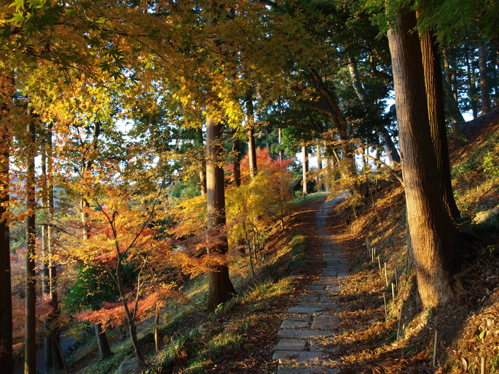 紅葉