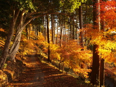 紅葉