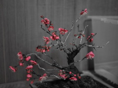 私の梅