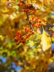 紅葉じゃないけど