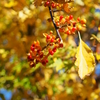 紅葉じゃないけど