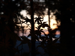 紅葉