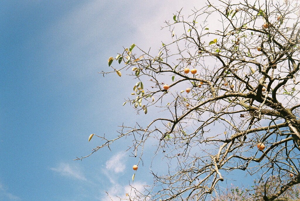 秋の空