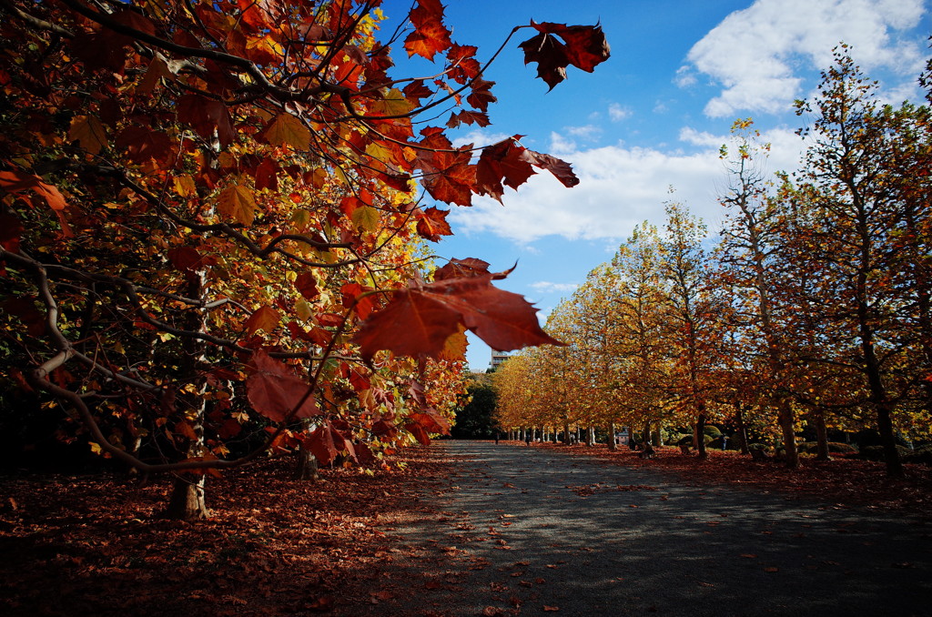 autumn sky