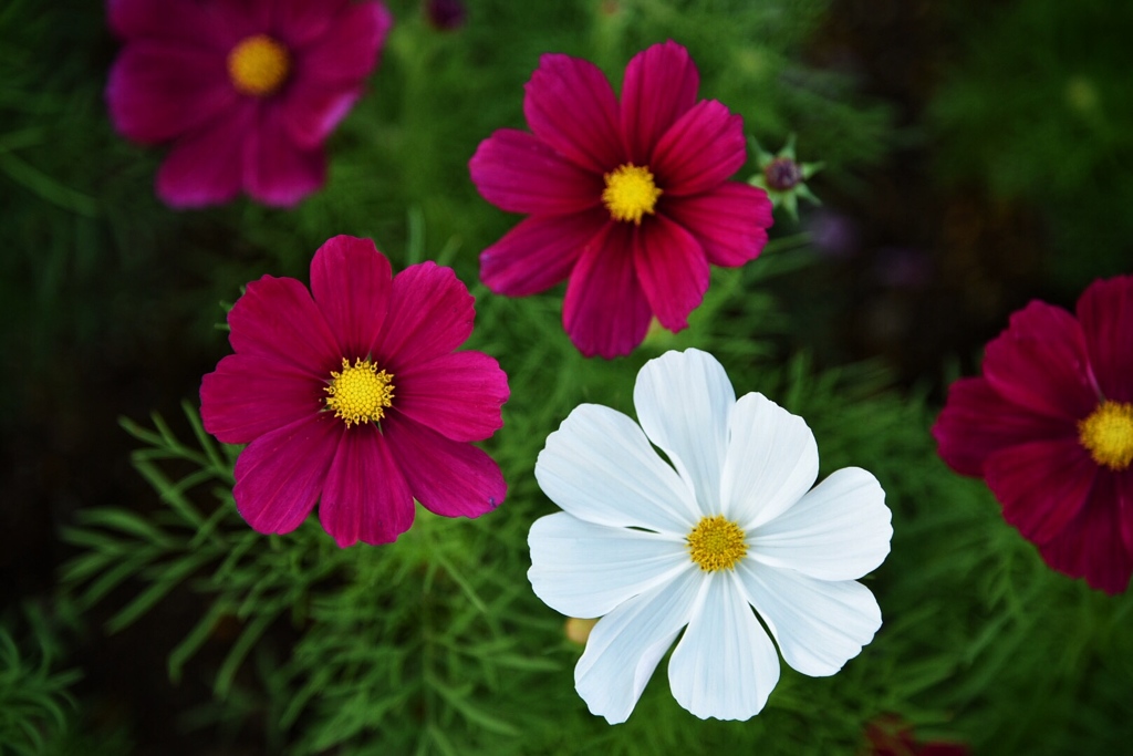 秋桜