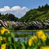 五月幟