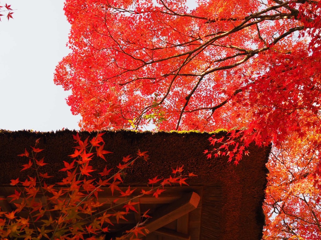 京都 常寂光寺②