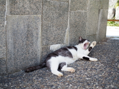 公園の猫①