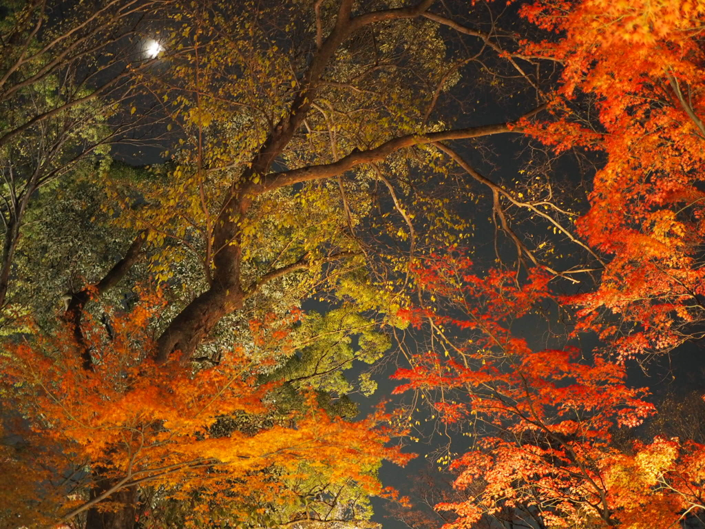 京都 北野天満宮③