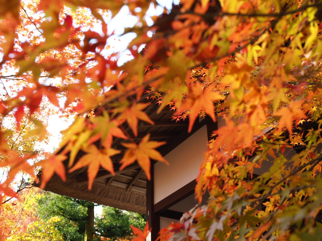 京都 常寂光寺⑤