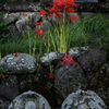 墓の花
