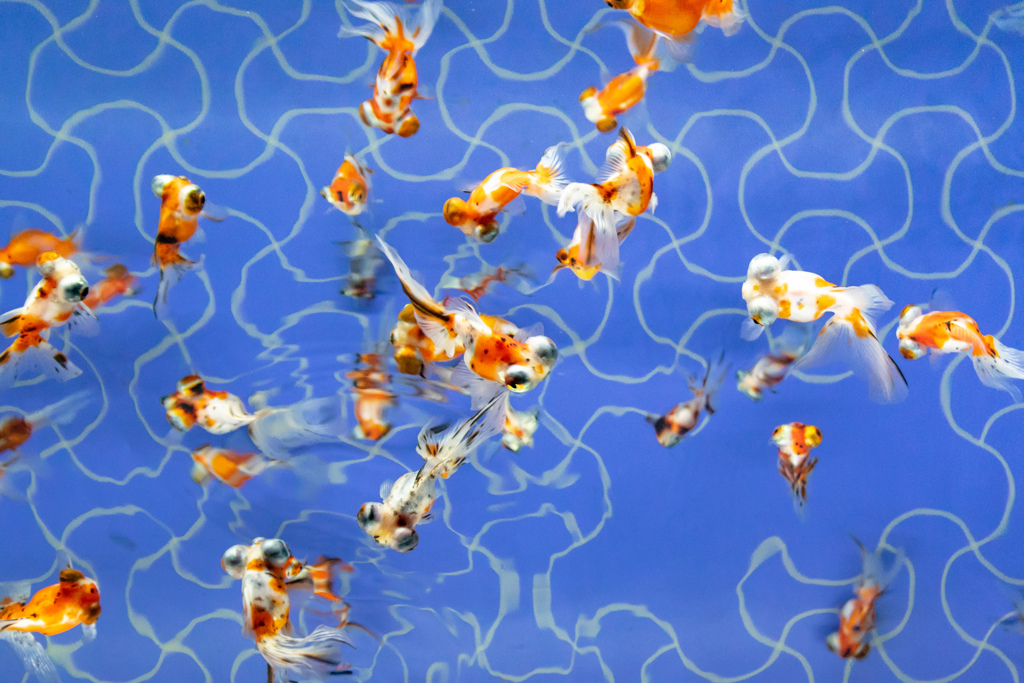 金魚1