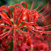 毒の花
