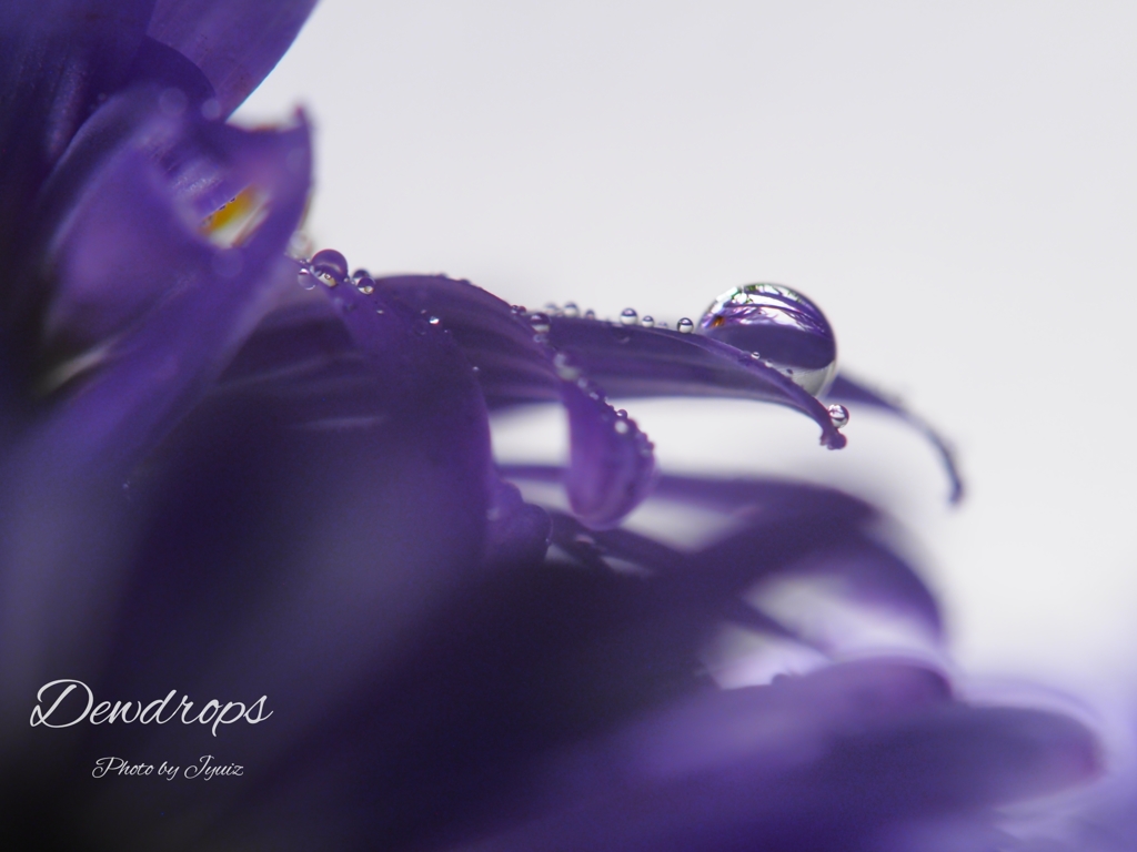 Dewdrops 