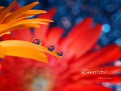 Dewdrops 