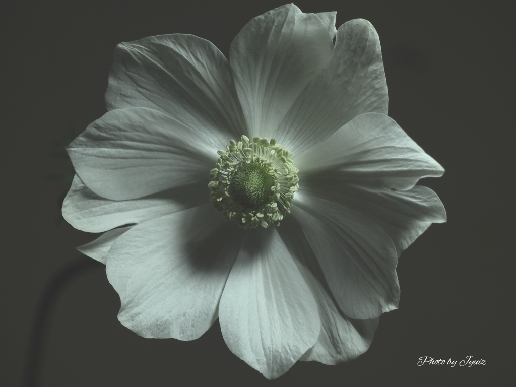 Anemone