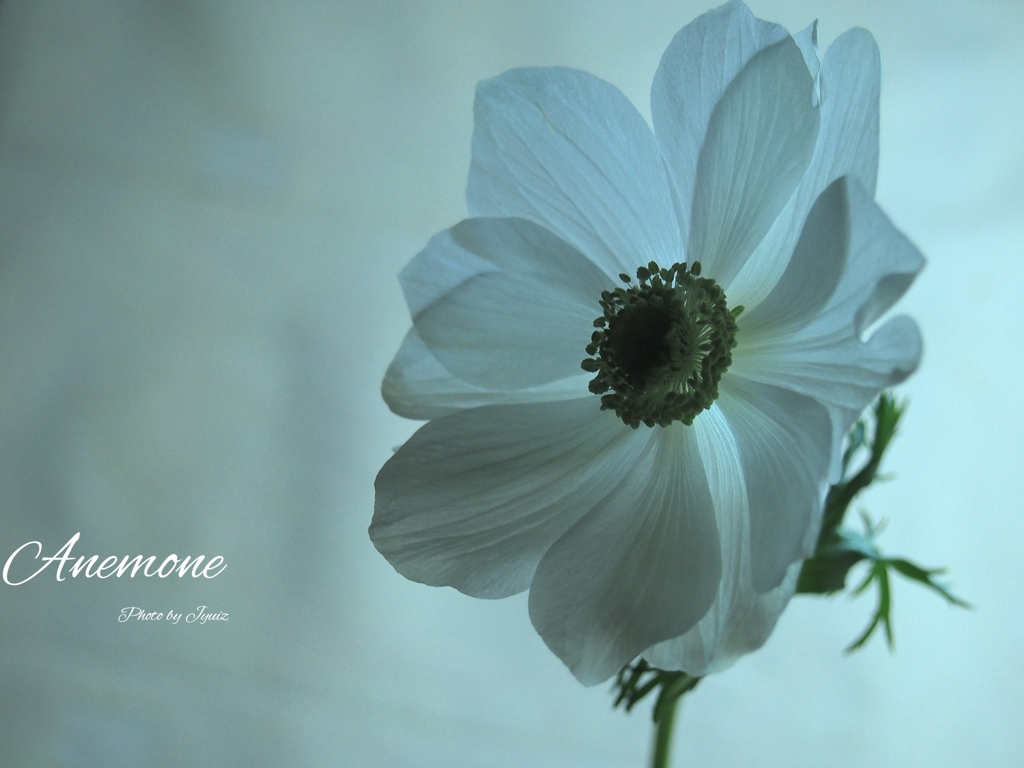 Anemone