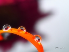 Dewdrops 