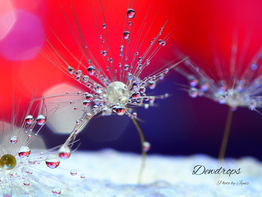 Dewdrops 