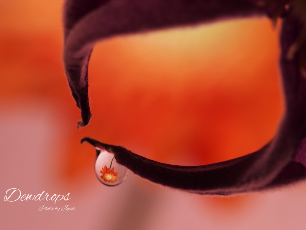 Dewdrops 